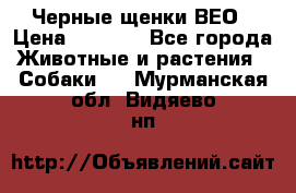 Черные щенки ВЕО › Цена ­ 5 000 - Все города Животные и растения » Собаки   . Мурманская обл.,Видяево нп